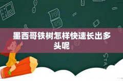 墨西哥铁树怎样快速长出多头呢