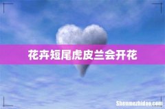花卉短尾虎皮兰会开花