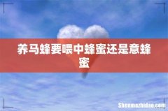 养马蜂要喂中蜂蜜还是意蜂蜜