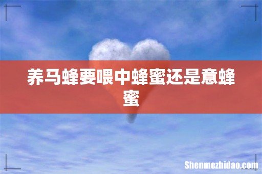 养马蜂要喂中蜂蜜还是意蜂蜜