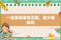 一盆茉莉老桩五颗，能分株种吗