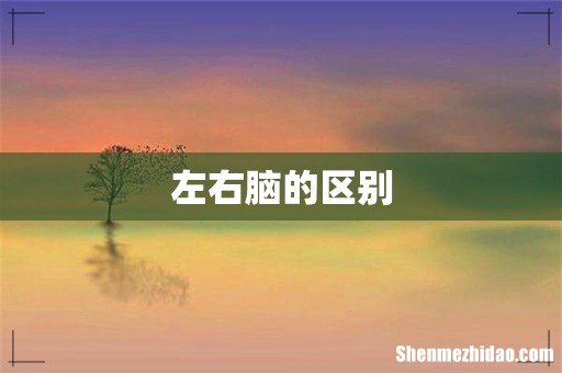 左右脑的区别