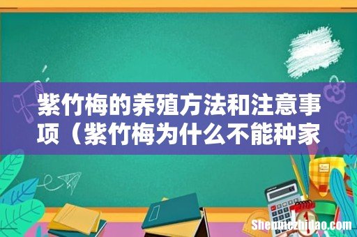 紫竹梅为什么不能种家里 紫竹梅的养殖方法和注意事项