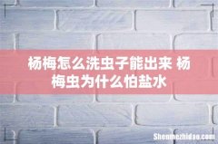 杨梅怎么洗虫子能出来 杨梅虫为什么怕盐水