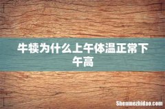 牛犊为什么上午体温正常下午高