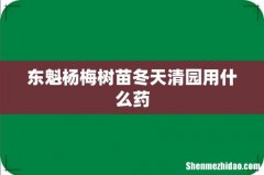 东魁杨梅树苗冬天清园用什么药