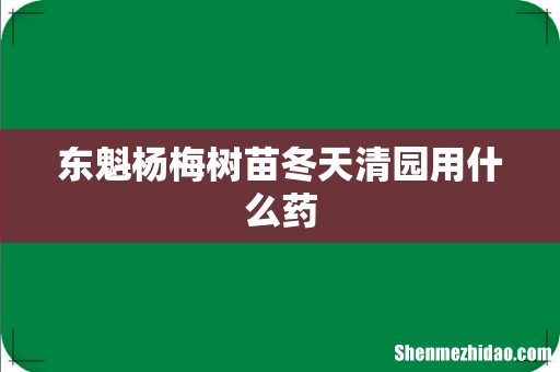 东魁杨梅树苗冬天清园用什么药