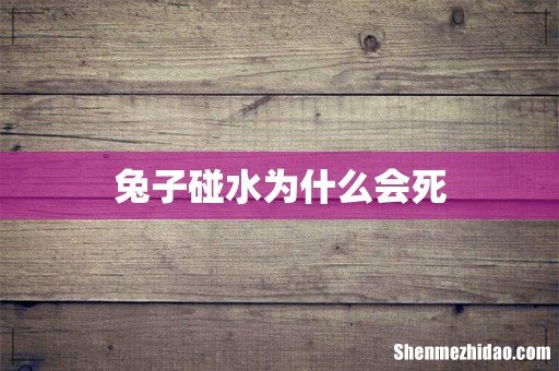 兔子碰水为什么会死