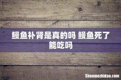 鳗鱼补肾是真的吗 鳗鱼死了能吃吗