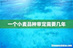 一个小麦品种审定需要几年