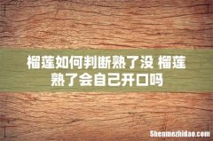 榴莲如何判断熟了没 榴莲熟了会自己开口吗