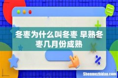 冬枣为什么叫冬枣 早熟冬枣几月份成熟