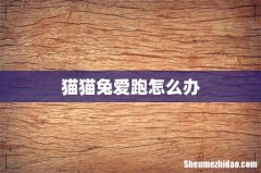 猫猫兔爱跑怎么办