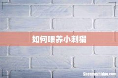 如何喂养小刺猬