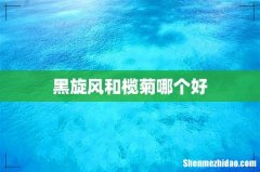 黑旋风和榄菊哪个好
