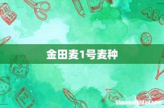 金田麦1号麦种