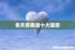 冬天养泰迪十大禁忌