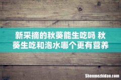 新采摘的秋葵能生吃吗 秋葵生吃和泡水哪个更有营养