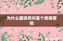 为什么猫突然对某个房间害怕