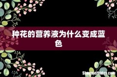 种花的营养液为什么变成蓝色