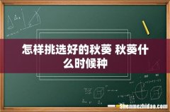 怎样挑选好的秋葵 秋葵什么时候种