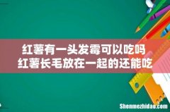 红薯有一头发霉可以吃吗 红薯长毛放在一起的还能吃吗
