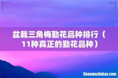 11种真正的勤花品种 盆栽三角梅勤花品种排行