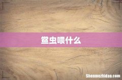 鲎虫喂什么