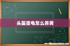 头盔蛋龟怎么养黄