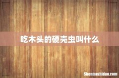 吃木头的硬壳虫叫什么