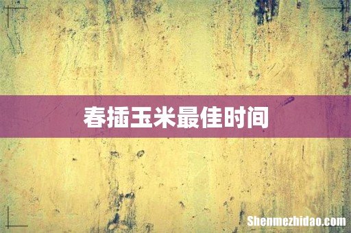 春插玉米最佳时间