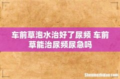 车前草泡水治好了尿频 车前草能治尿频尿急吗