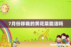 7月份移栽的黄花菜能活吗