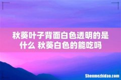秋葵叶子背面白色透明的是什么 秋葵白色的能吃吗