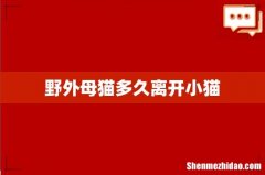 野外母猫多久离开小猫