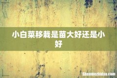 小白菜移栽是苗大好还是小好