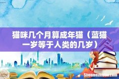 蓝猫一岁等于人类的几岁 猫咪几个月算成年猫