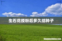 生石花授粉后多久结种子