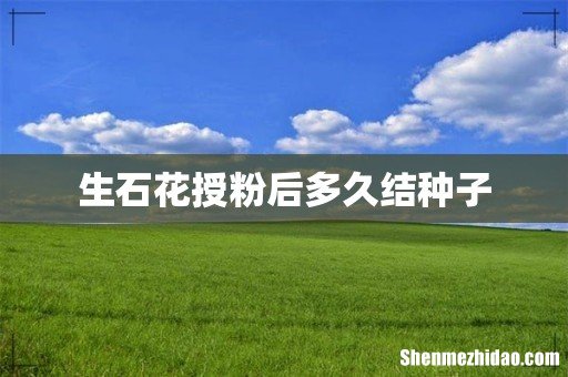生石花授粉后多久结种子