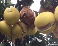 柚子怎么防裂口 如何防止柚子开裂