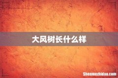 大风树长什么样