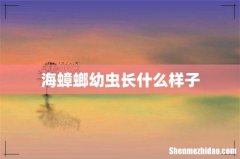 海蟑螂幼虫长什么样子