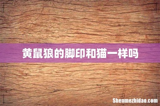 黄鼠狼的脚印和猫一样吗