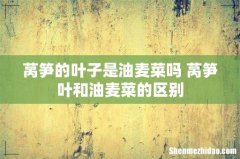 莴笋的叶子是油麦菜吗 莴笋叶和油麦菜的区别