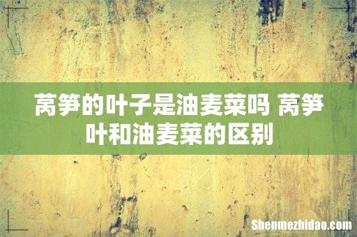 莴笋的叶子是油麦菜吗 莴笋叶和油麦菜的区别