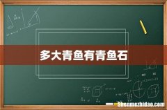 多大青鱼有青鱼石