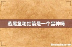燕尾鱼和红箭是一个品种吗