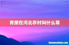青黛在河北农村叫什么草