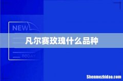 凡尔赛玫瑰什么品种
