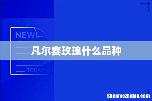 凡尔赛玫瑰什么品种